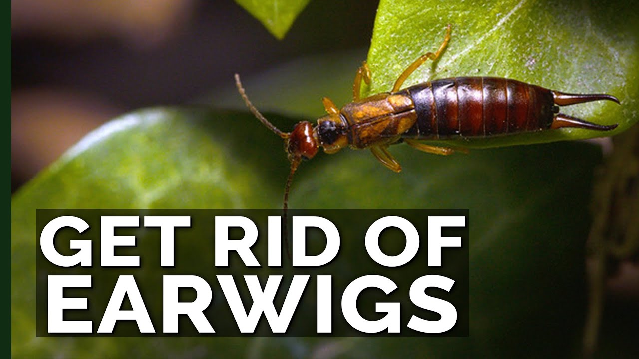 Easy And Affordable Methods To Kill Earwigs in house