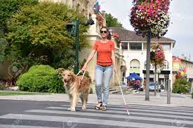 Dog Guides blind Lady to Walk the Road