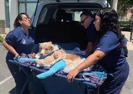 Dog survived car crash in stable condition