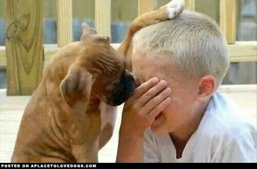 Dog trying to comfort crying boy