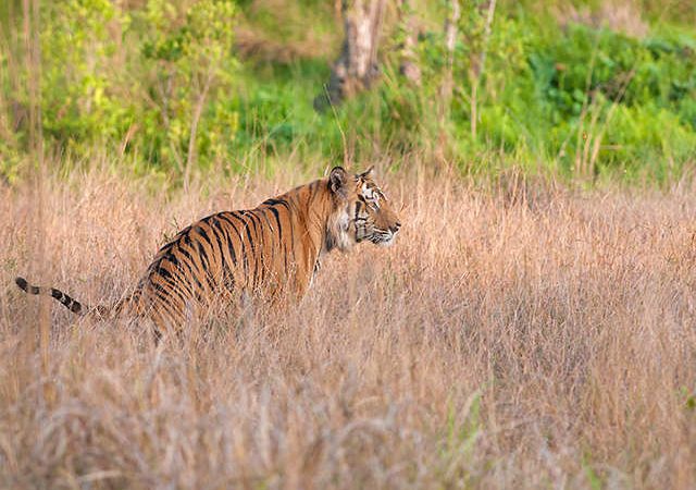 Tadoba Tiger Resort and Other Top Reserves for Tiger-Spotting 2024 0 (0)