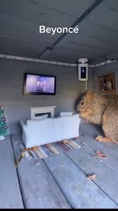 Squirrel Richard in his little room having fun a “Beyoncé's concert” literally. 