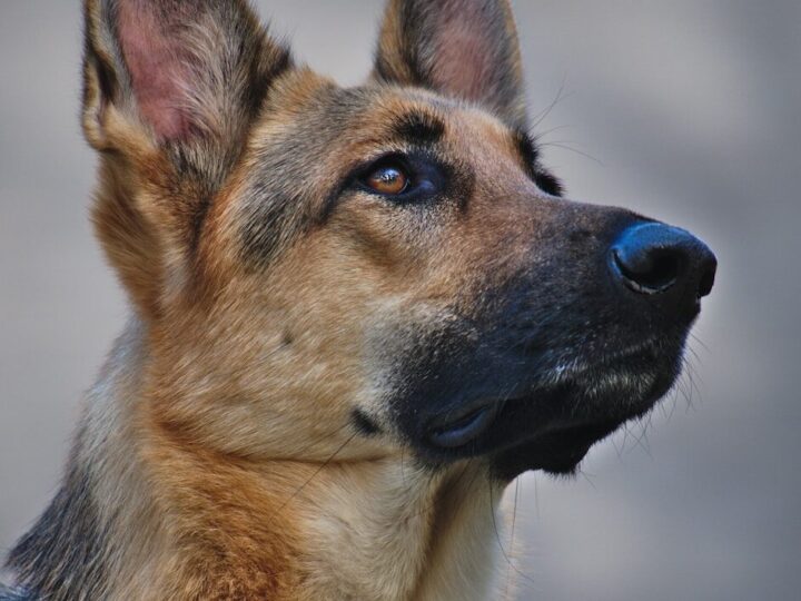 Decoding Canine Body Language: What Your Dog’s Sleeping