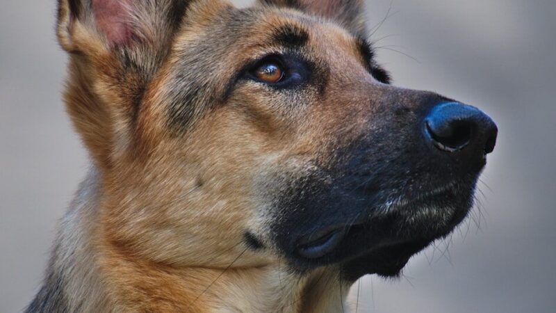 Decoding Canine Body Language: What Your Dog's Sleeping 6 Decoding Canine Body Language: What Your Dog’s Sleeping
