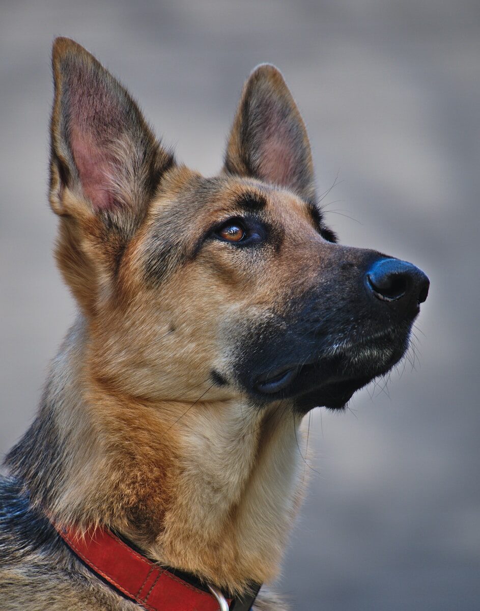 Decoding Canine Body Language: What Your Dog's Sleeping 1 Decoding Canine Body Language: What Your Dog’s Sleeping
