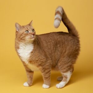 Never Ignore This Tail Movement in Your Cat — Here's What