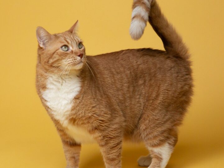 Never Ignore This Tail Movement in Your Cat — Here’s What