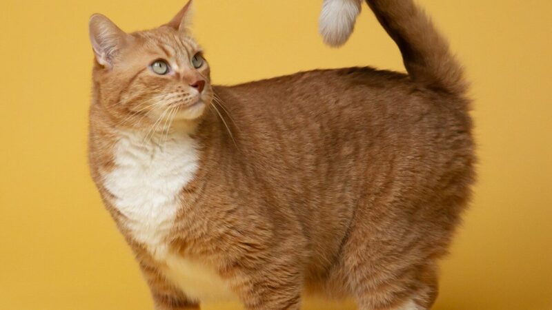 Never Ignore This Tail Movement in Your Cat — Here's What 5 Never Ignore This Tail Movement in Your Cat — Here’s What
