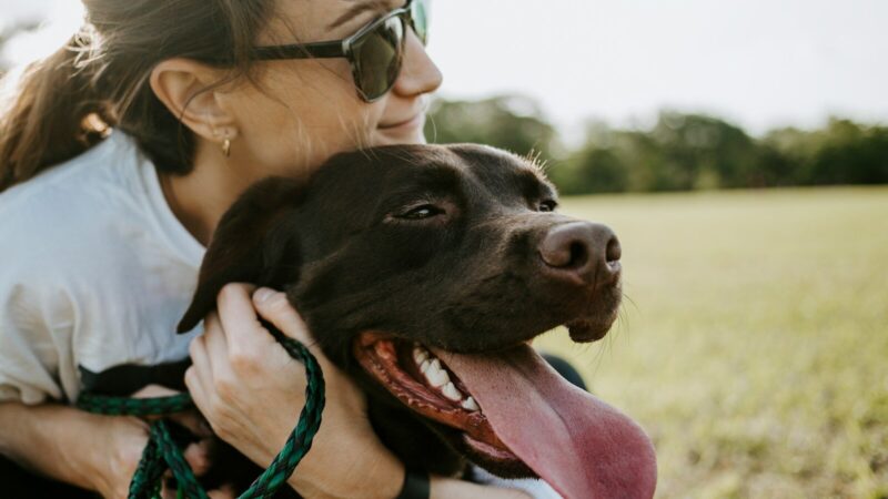 Pet Insurance Explained: Is It Worth It? The Complete Guide